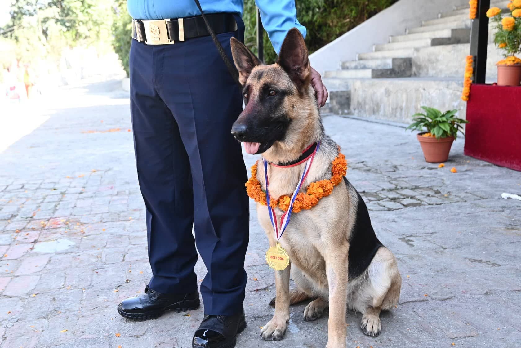 दुई वर्षीय पप्पी उत्कृष्ट अनुसन्धानकर्ता, यसरी पत्ता लगायो हरि श्रेष्ठको शंकास्पद शव